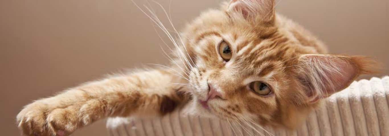 Photo of a Le Maine Coon cat