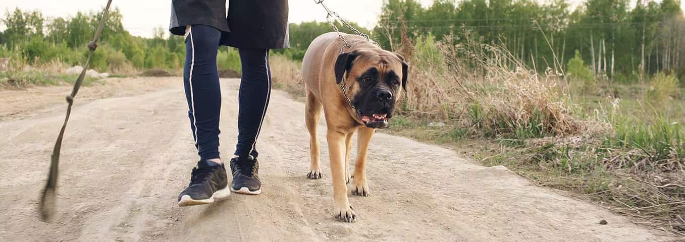 Photo of a Le Bullmastiff dog