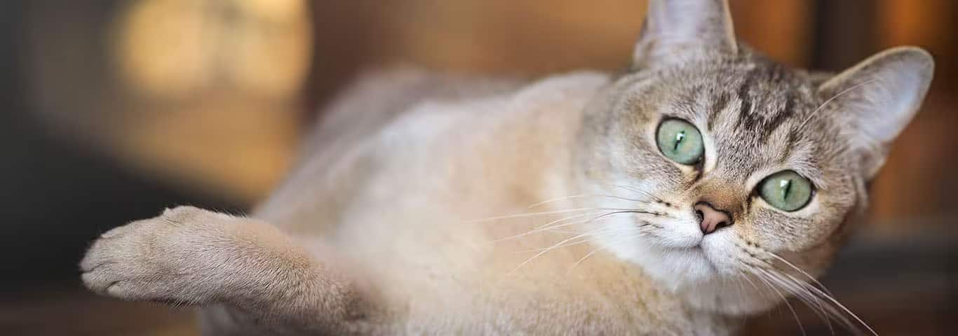 Photo of a Le Burmilla cat