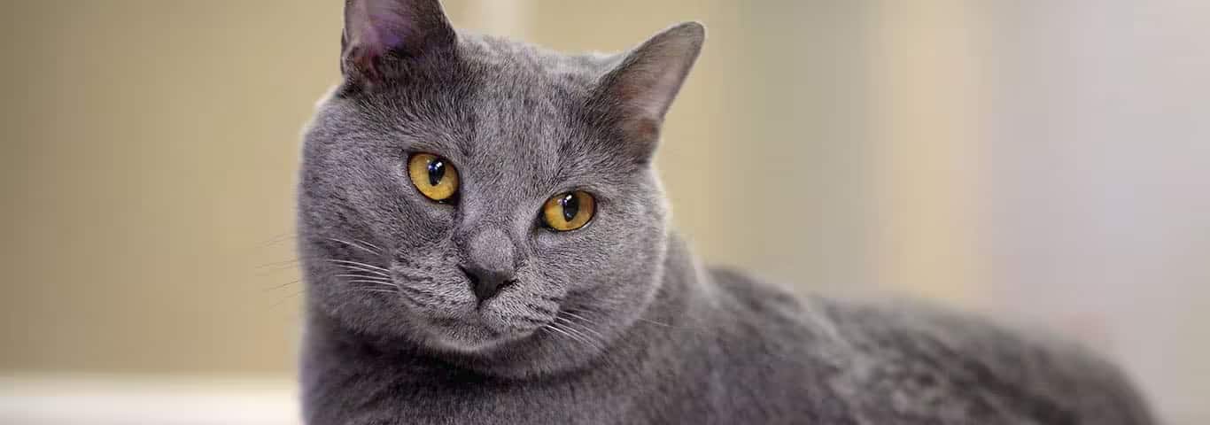 Photo of a Le Chartreux cat