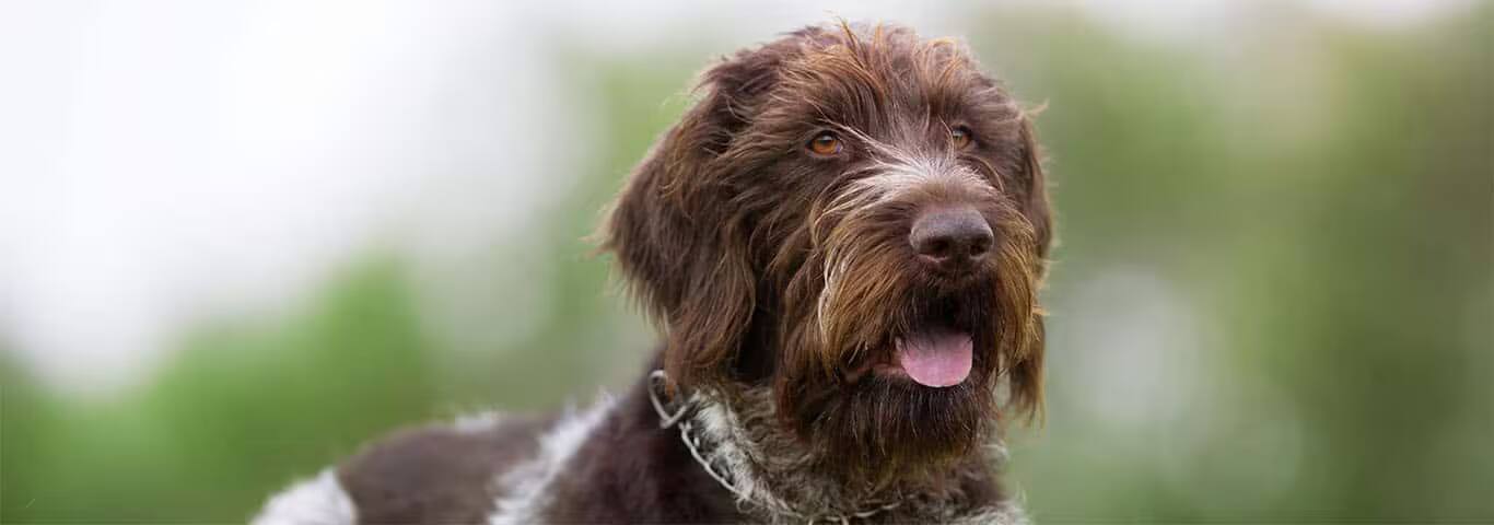 Photo of a Le Chien D'arrêt Allemand à Poil Dur dog