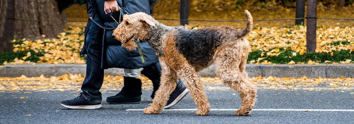 Photo of a L'airedale Terrier dog