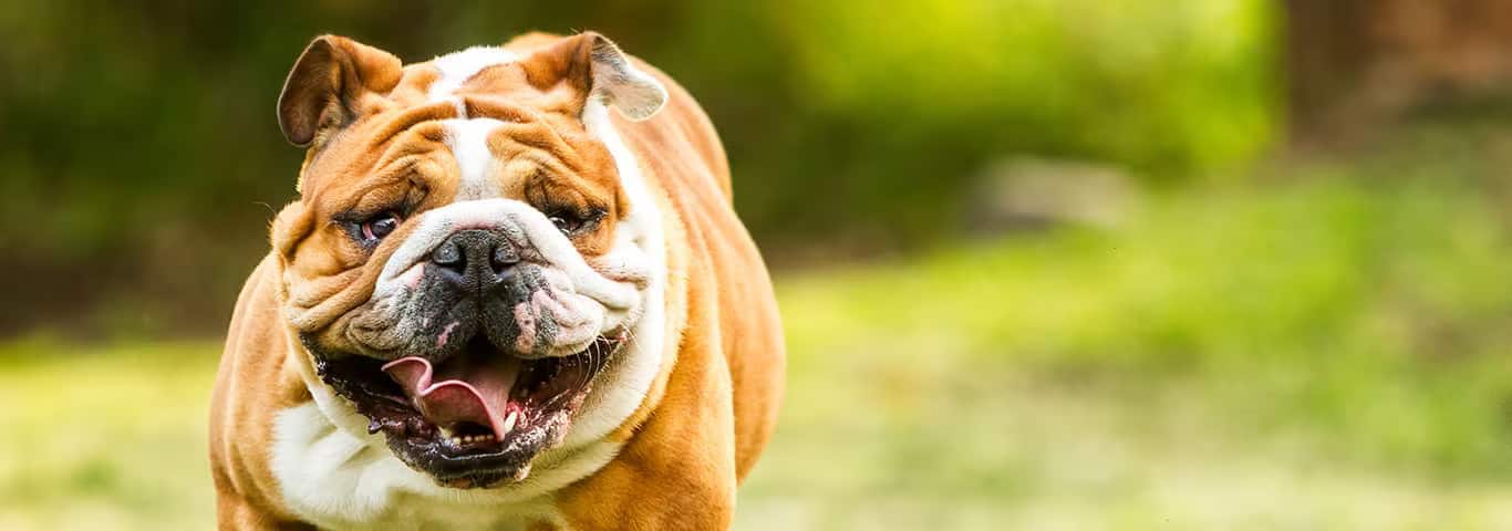 Photo of a Le Bouledogue Anglais dog