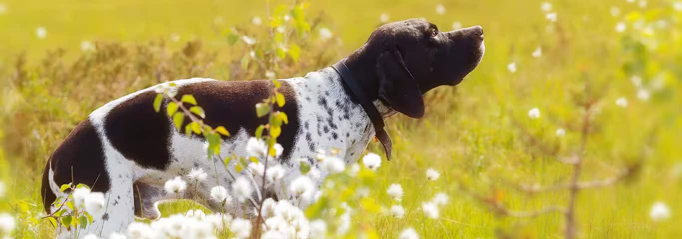 Photo of a Le Pointer Anglais dog