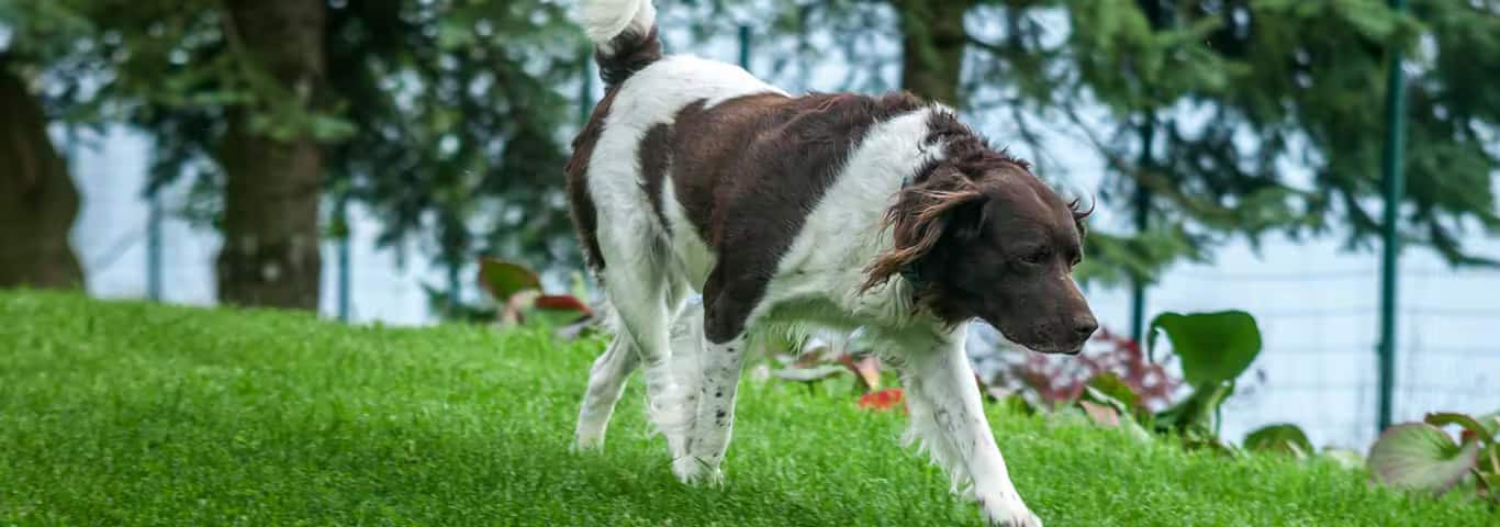 Photo of a Le Setter Anglais dog