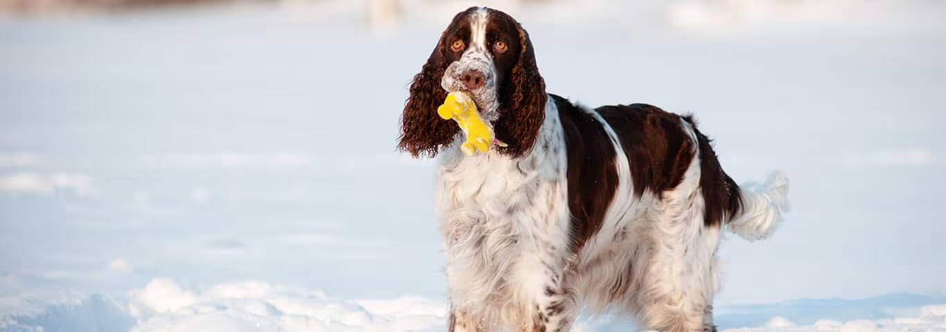 Photo of a L'english Springer Spaniel dog