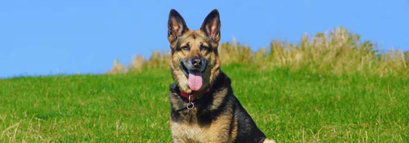 Photo of a Le Berger Allemand dog