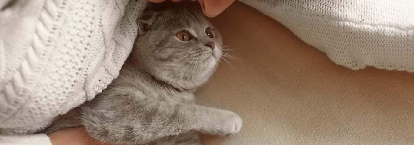 Photo of a Le British Shorthair cat
