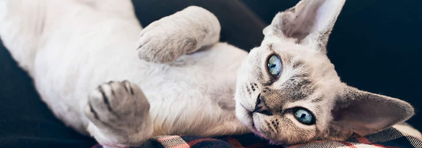 Photo of a Le Devon Rex cat