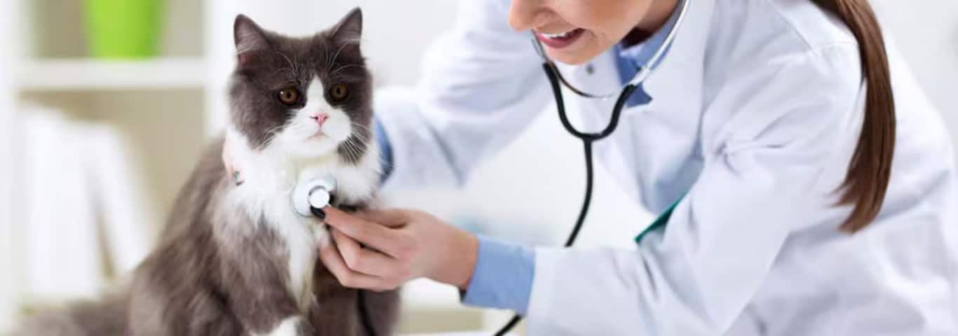 Photo of a Le Persan cat