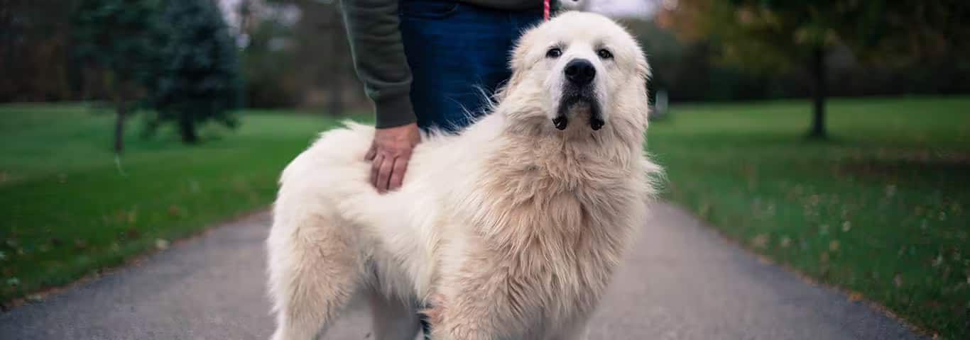 Photo of a Le Chien De Montagne Des Pyrénées dog