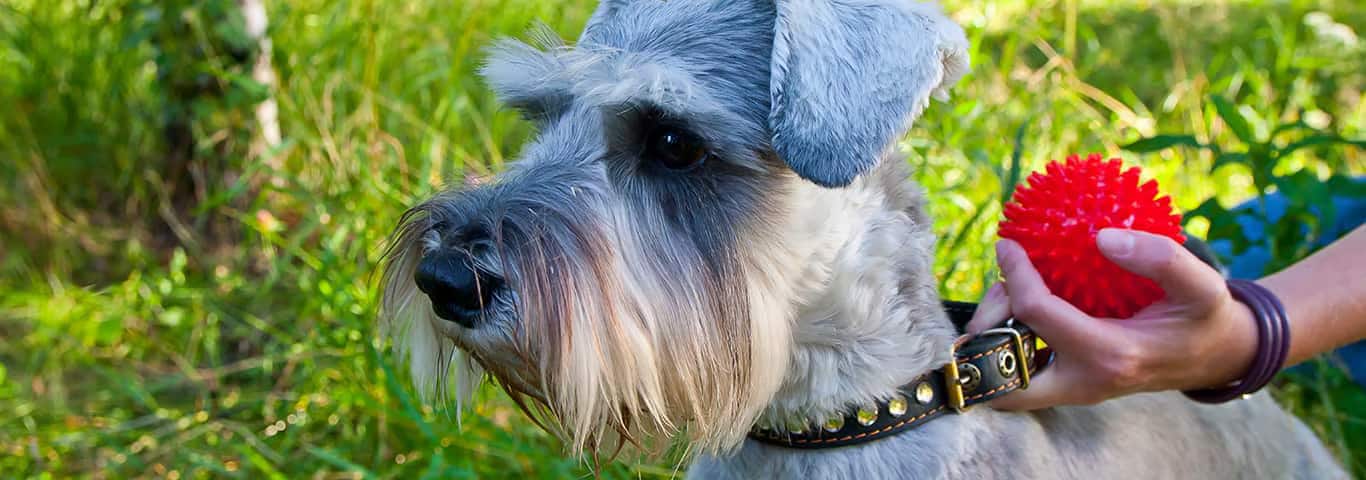 Photo of a Le Schnauzer Nain dog