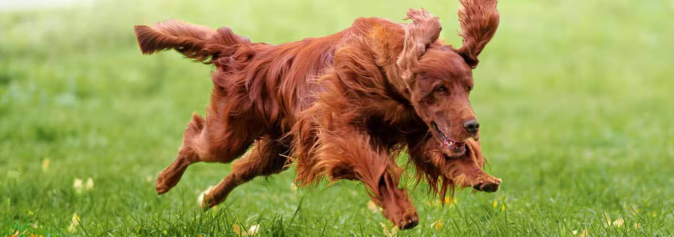 Photo of a Le Setter Irlandais dog
