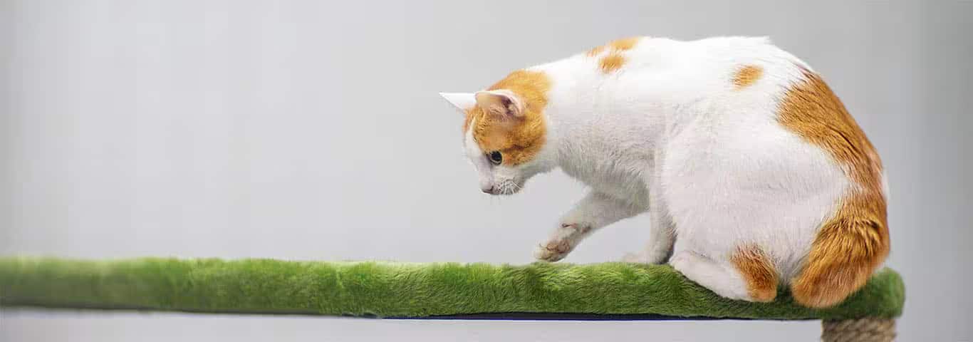 Photo of a Le Bobtail Japonais cat
