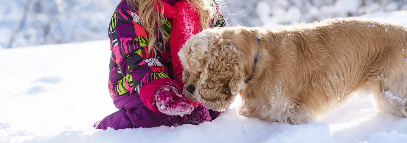 Photo of a Le Cocker Spaniel dog