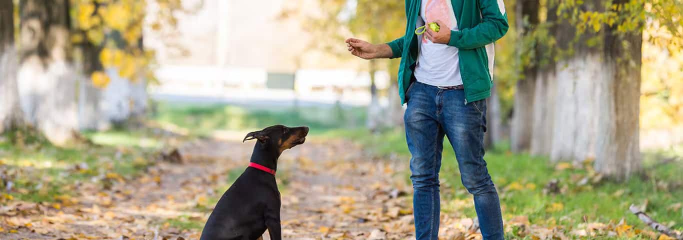 Photo of a Le Doberman dog