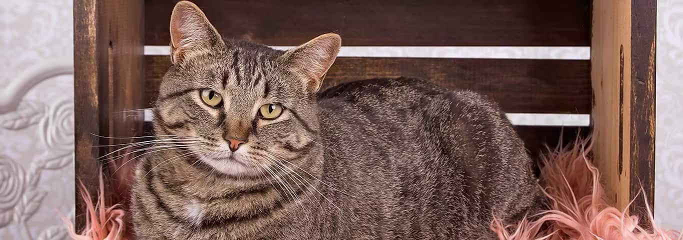 Photo of a Le Manx cat