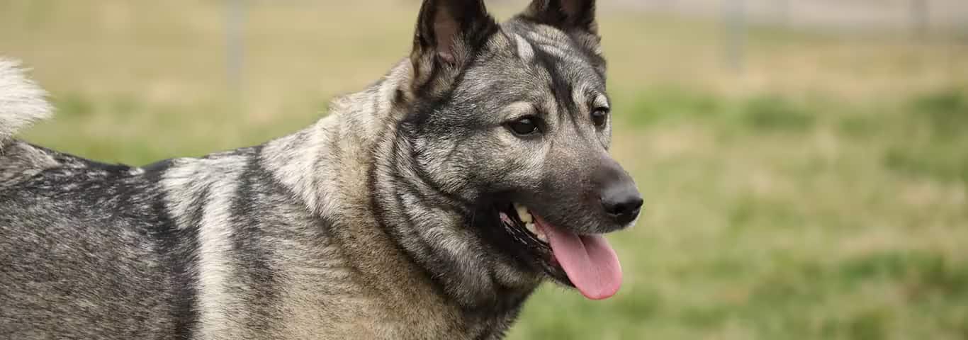 Photo of a Le Chien D'élan Norvégien dog