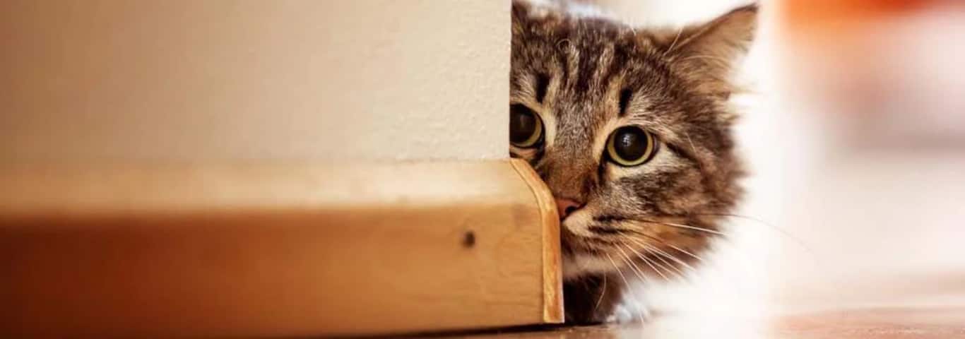 Photo of a Le Chat Des Forêts Norvégiennes cat