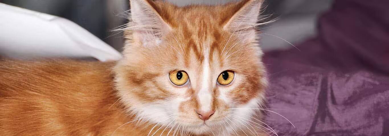 Photo of a Le Cymric cat
