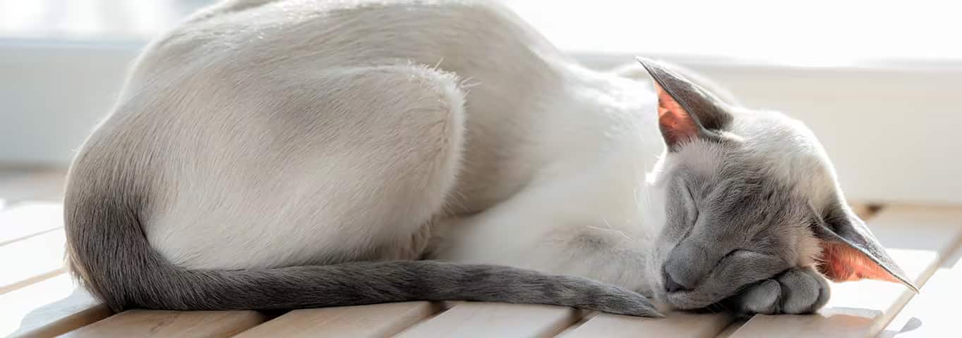 Photo of a L'oriental cat