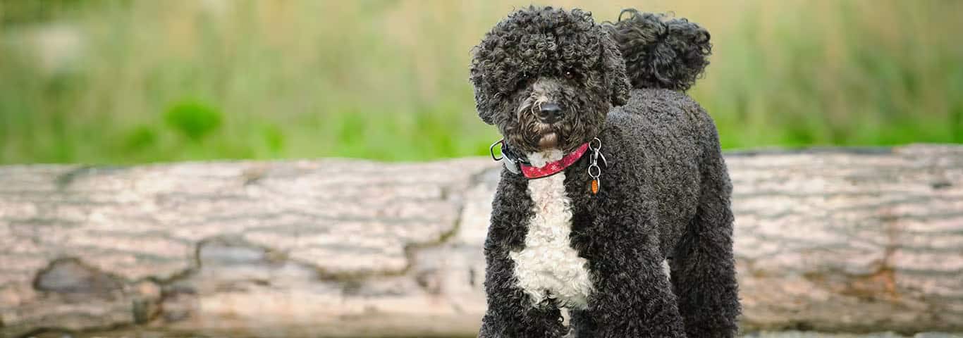 Photo of a Le Chien D'eau Portugais dog