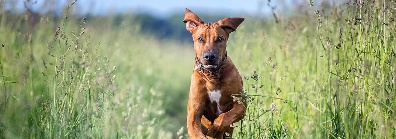 Photo of a Le Chien De Rhodésie à Crête Dorsale dog