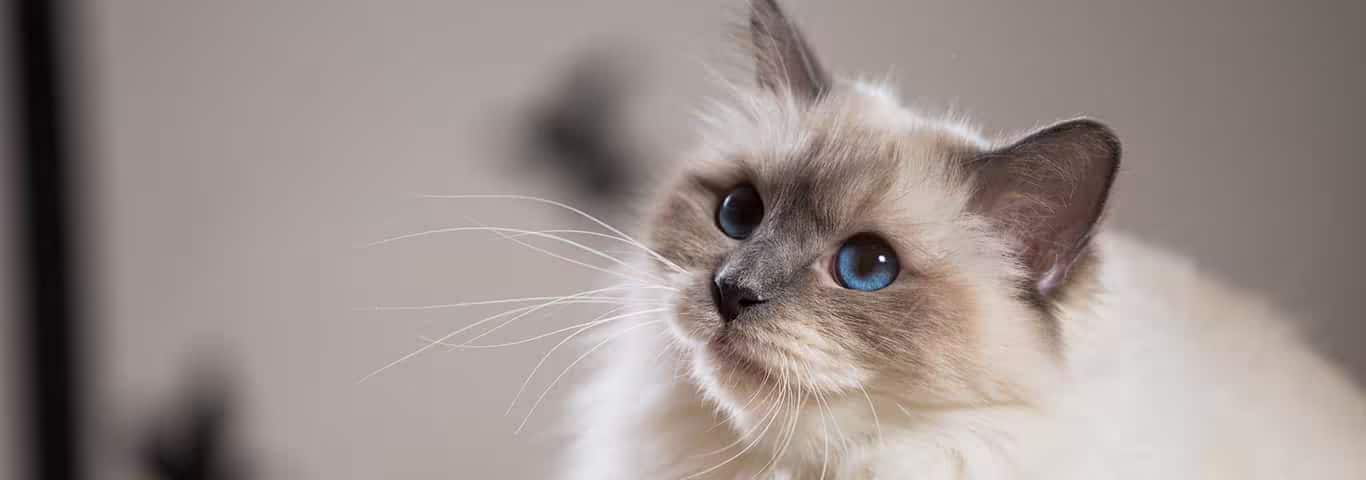 Photo of a Le Birman cat