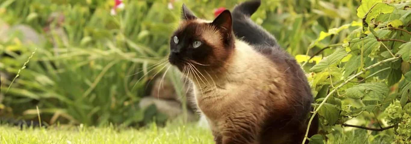 Photo of a Le Siamois cat