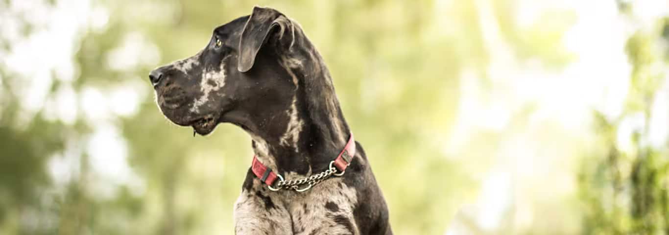 Photo of a Le Dogue Allemand dog
