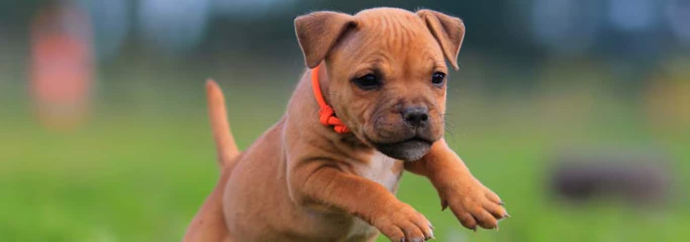 Photo of a Le Staffordshire Bull Terrier dog