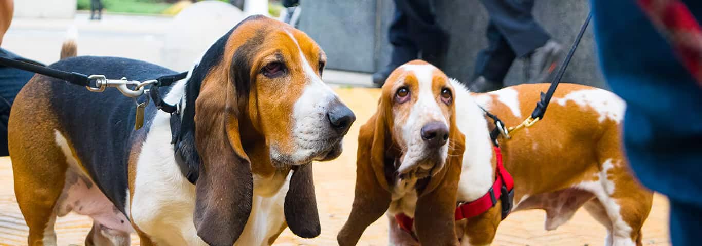 Photo of a Le Basset Hound