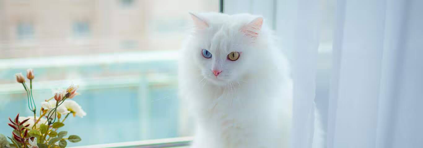 Photo of a L'angora Turc cat