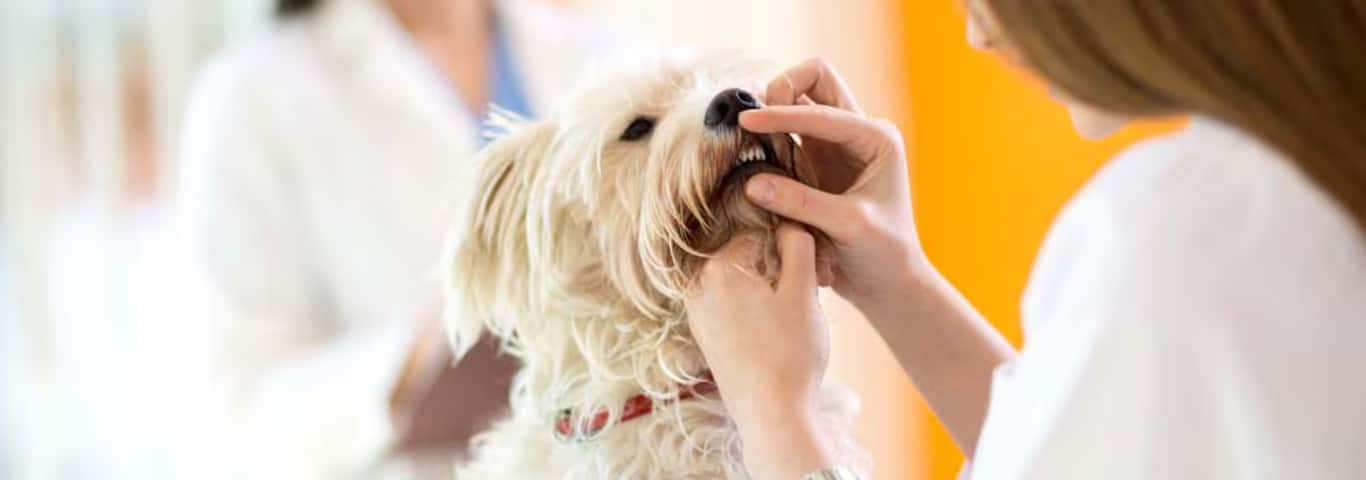 Photo of a Le Bichon Maltais dog