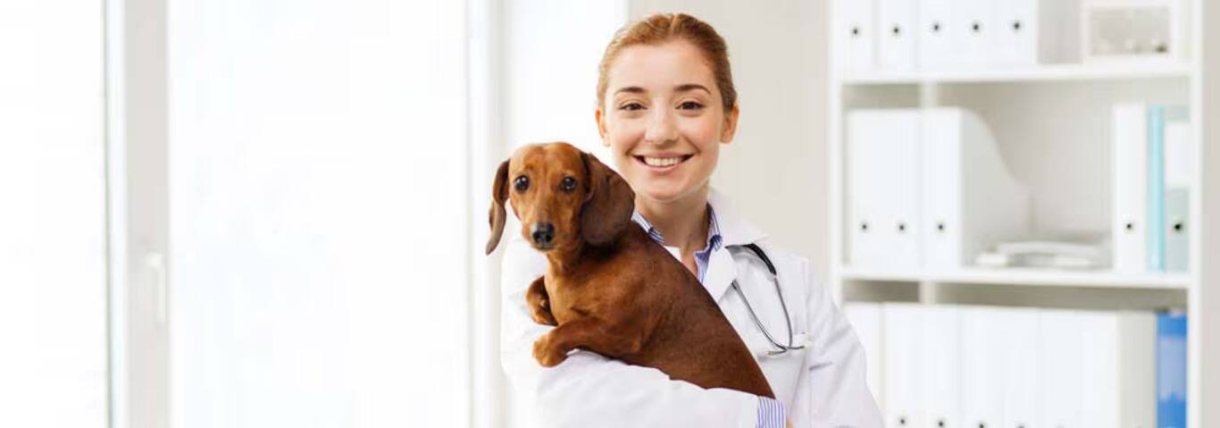 Photo of a Le Teckel dog
