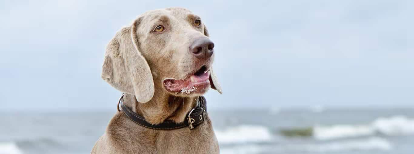 Photo of a Le Braque De Weimar dog