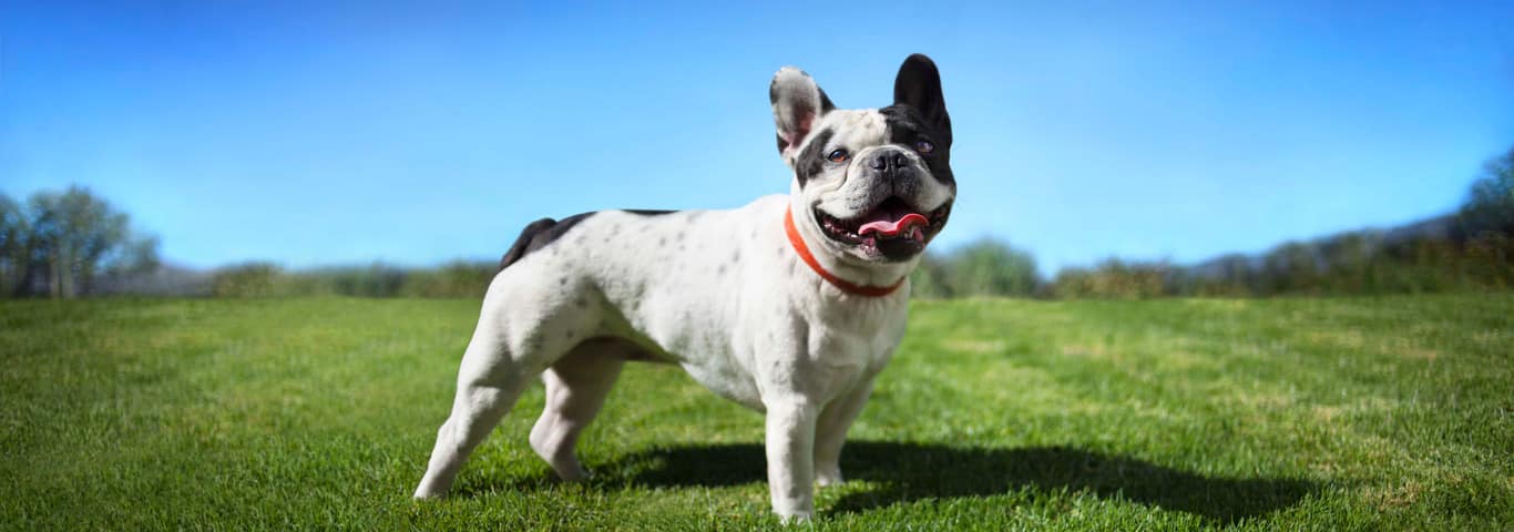 Photo of a Le Bouledogue Français dog