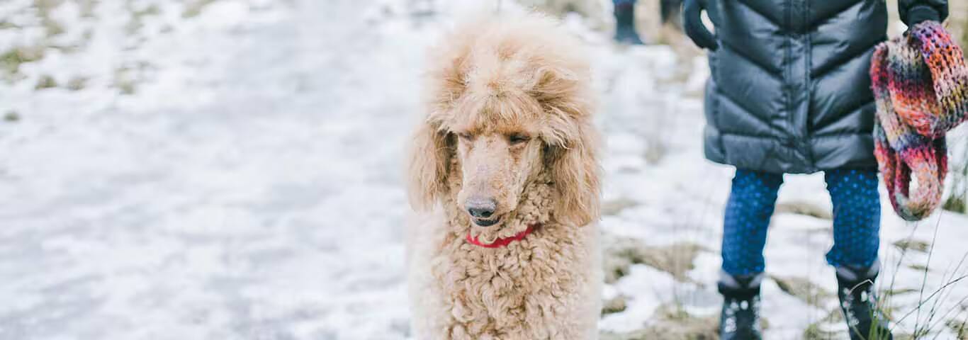 Photo of a Le Caniche dog