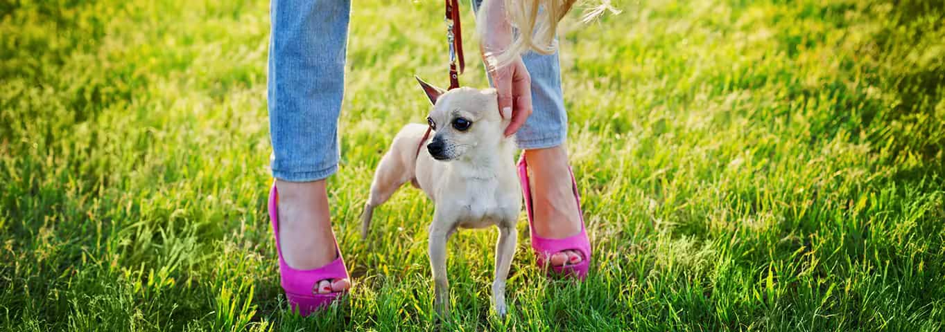 Photo of a Le Chihuahua dog
