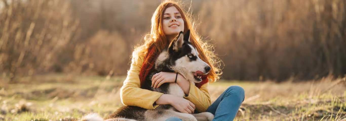 Photo of a Le Husky De Sibérie dog