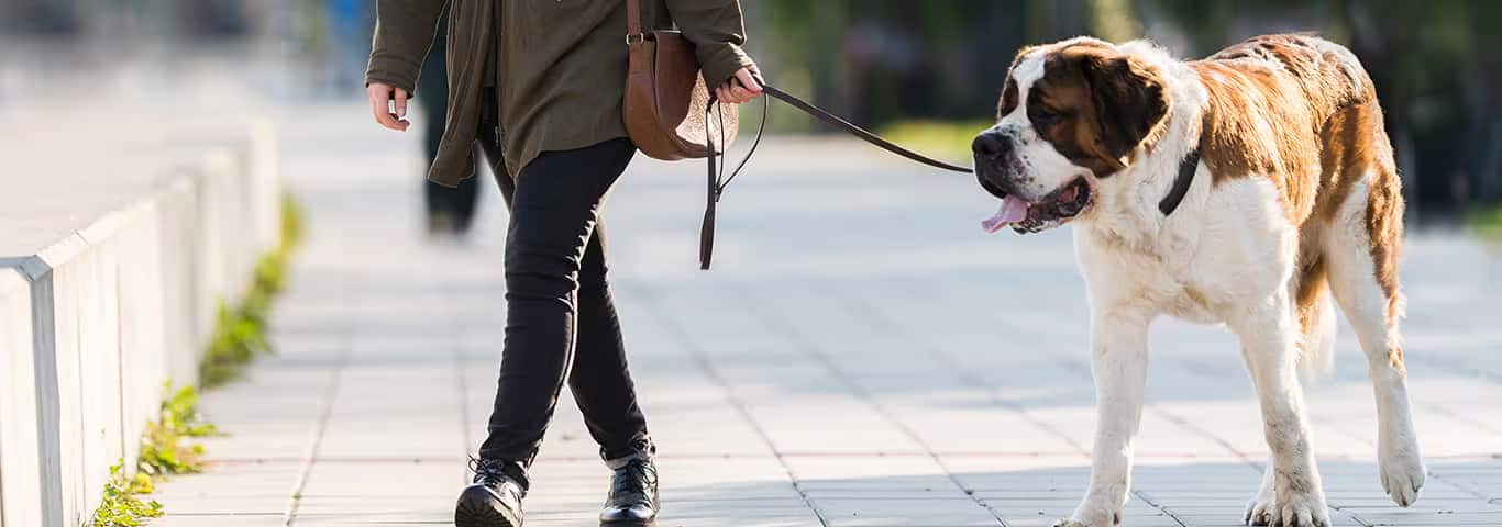 Photo of a Le Saint-bernard dog