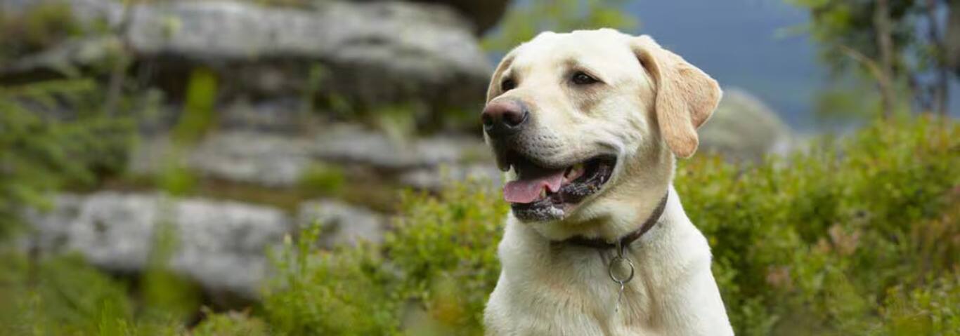 Photo of a Le Retriever Du Labrador dog