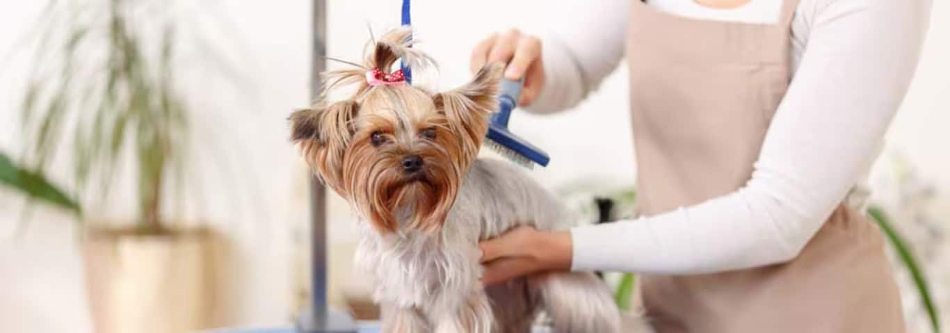 Photo of a Le Yorkshire Terrier dog