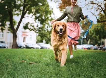 Golden retriever heureux marchant avec son propriétaire