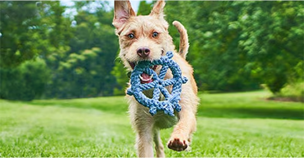 Chien courant vers un appareil photo avec un jouet bleu dans la gueule