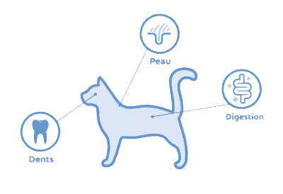 location of microbiomes on cat