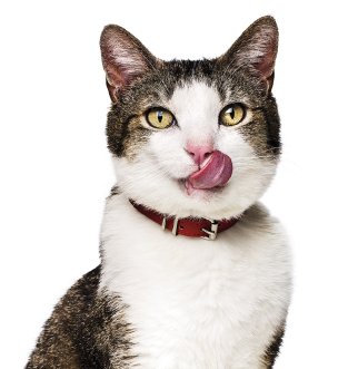 Chat se lèche la bouche