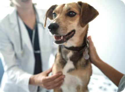 happy dog being examined by a vet