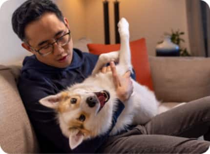 happy dog getting attention on sofa with owner