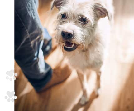 chien mangeant